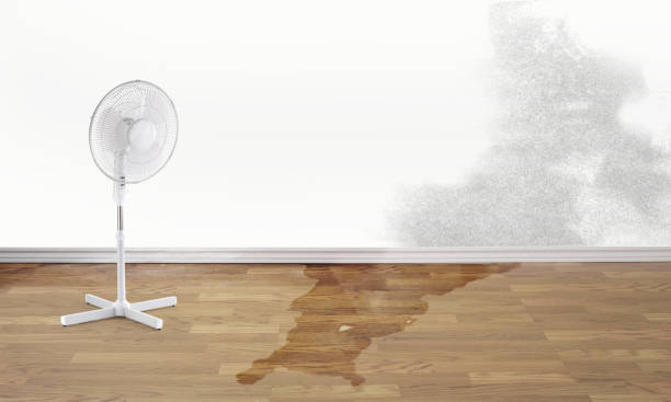 Best Water damage cleanup near me  in Krum, TX